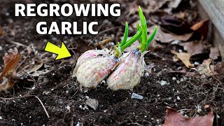 Brilliant Way to REGROW Garlic for FREE Every Year!
