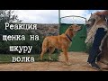 Реакция 7-месячного щенка тобета на шкуру местного волка