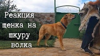 Реакция 7-месячного щенка тобета на шкуру местного волка