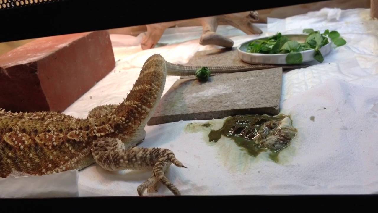 2016.6.22 今日のフトアゴヒゲトカゲ うんち①／Bearded dragon to poop① - MaxresDefault