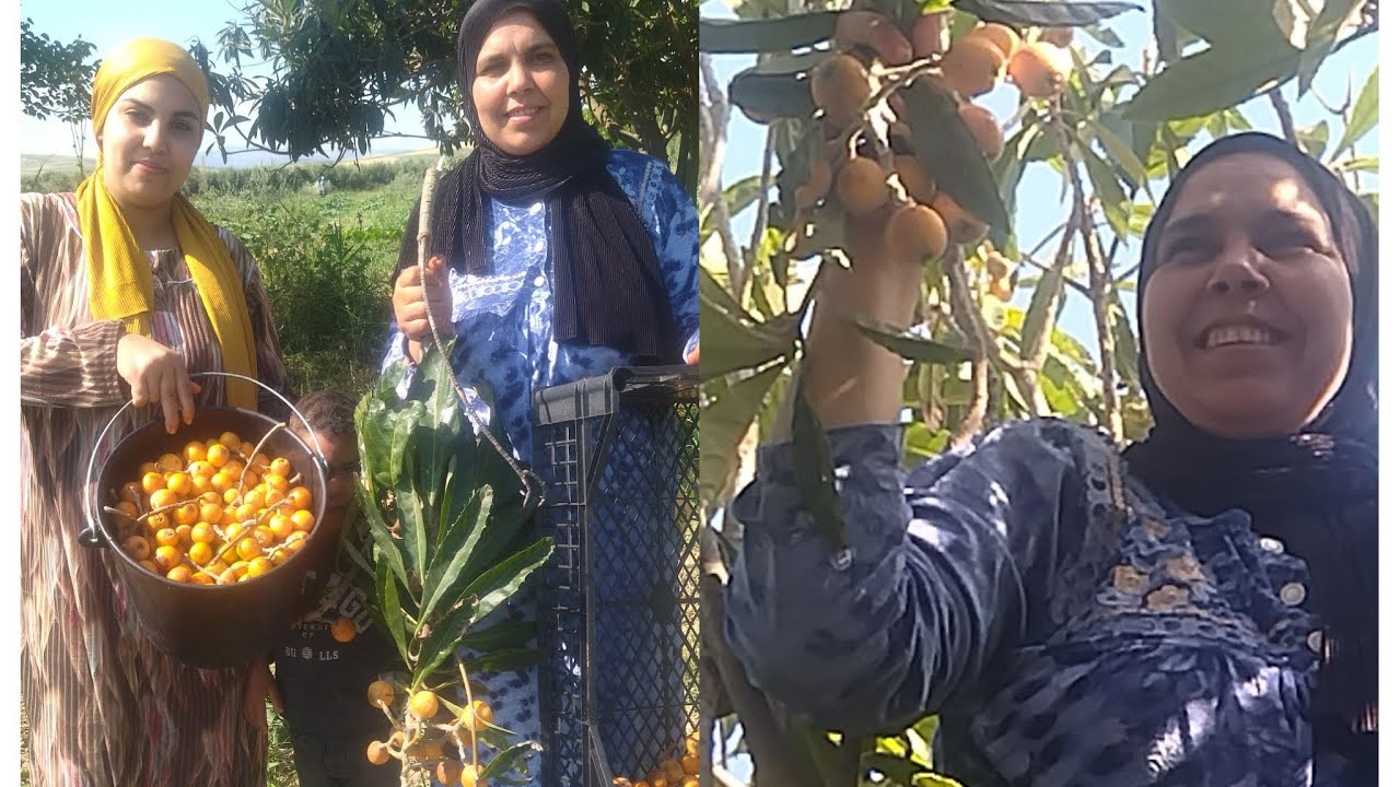 خيرات لبلاد مشينا الله 🚶🏼 مزاح كولو جنينة 😋 الله يخلي لينا ولدينا🤲🏼