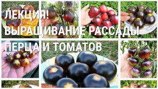 Выращивание РАССАДЫ ТОМАТОВ И ПЕРЦЕВ! СЕКРЕТЫ от Дмитрия Гусева!