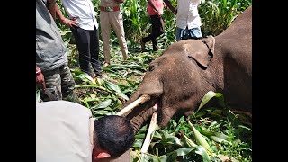 Two wild elephants died after being electrocuted in a field in Channahalli village of Shimoga taluk