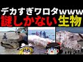 【驚愕】海岸に漂流した巨大生物10選