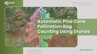 Automatic Pine Cone Pollination Bag Counting Using Drones