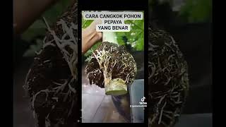 Cara Cangkok Pohon Pepaya California