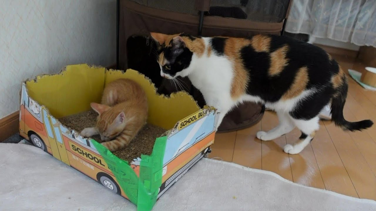 不器用な先住猫が子猫と遊ぼうとしたらこうなりました… - YouTube