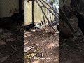 Warriors #vairalvideo #trending #sandai #kattuseval #vairal #pets #sandaiseval #trendingshorts #love