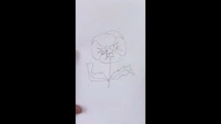 How to Draw a Pansy Flower #shorts