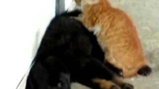 Хорошие смешные и увлекательные видео с участием котов и собачек Хорошие смешные и увлекательные видео с участием котов и собачек