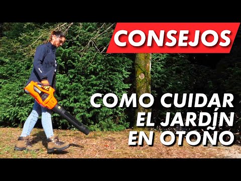 Video: Poda De Otoño En El Jardín