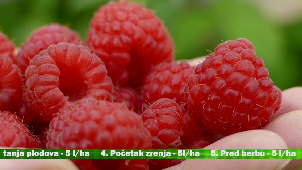 Slavol vvl i amiksol -   BIH