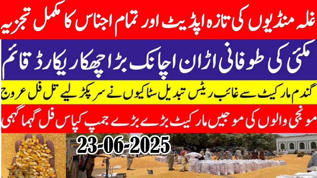Wheat price in Punjab 2025/Maize price today 2025 |All gala Mandi rate ...