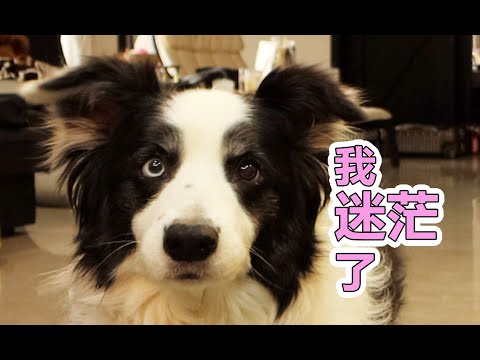假装看不到边牧，把狗子急得讲人话了～