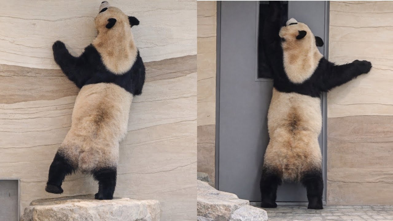[ep.792]우리 후이 키 큰것 좀 보세요🤭할부지 후야 간식주세요~♡