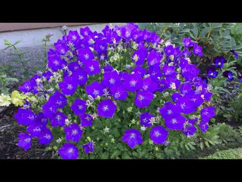 Blue Clip (Campanula Carpatica)/Bell Flower - In Blooms - July