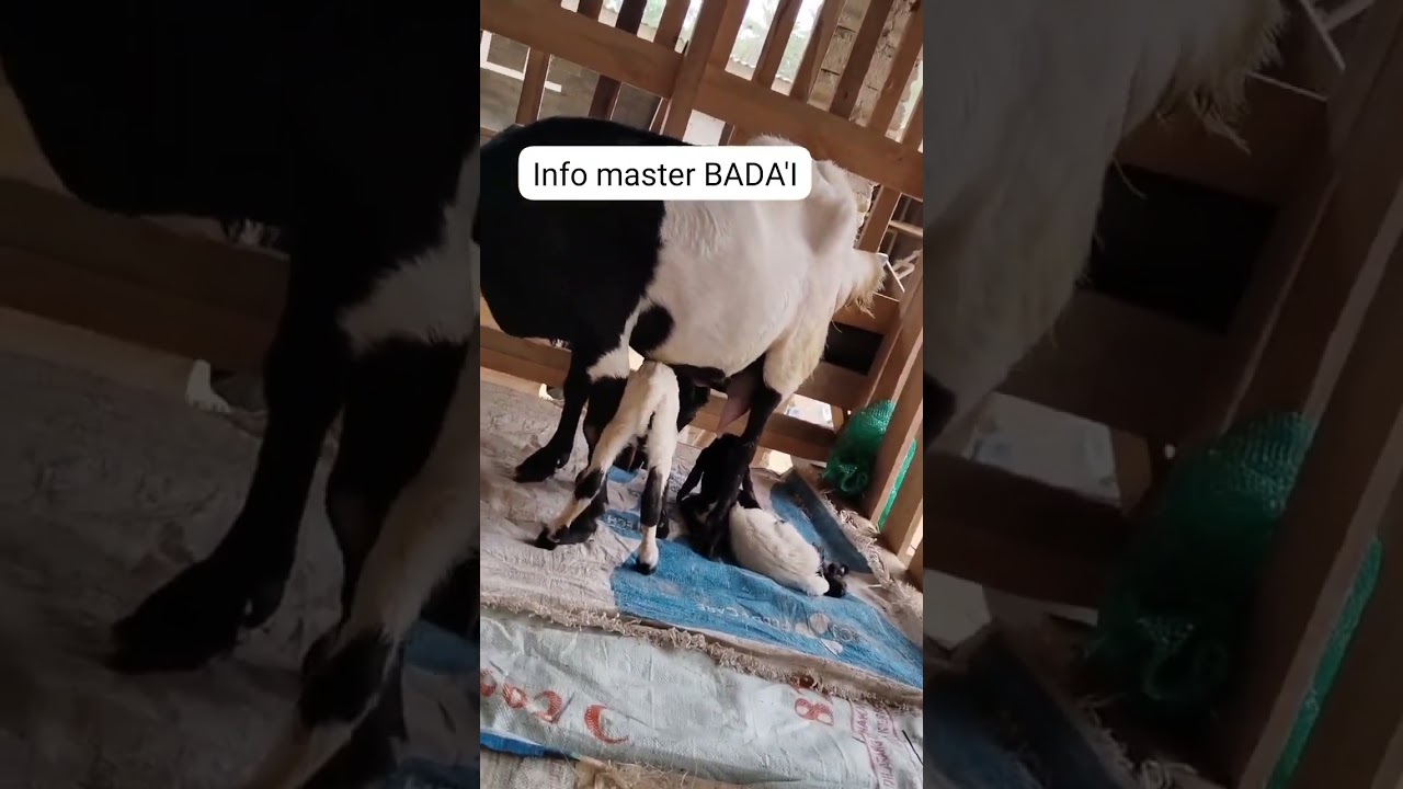 penggunaan Boost Farm Nutrisi Ternak agar cepat besar