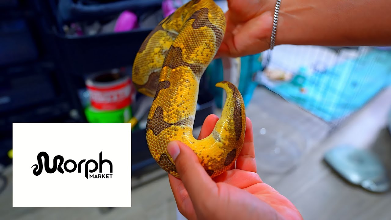 New Ball Python AUCTION On Morph Market!