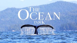 Underwater Life 8K Hdr Dolby Vision Ultra Hd