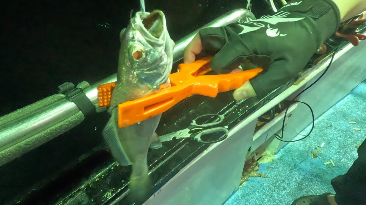 202508010 深澳漁港  夜釣小搞搞  黑喉班  東大八號海釣船