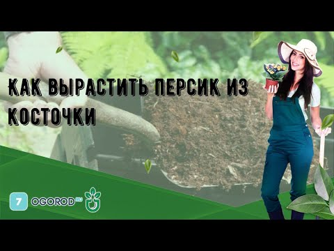 Вопрос: Можно ли вырастить персик из косточки в климатических условиях Беларуси?
