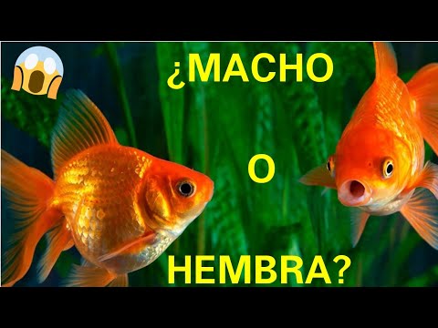 Video: Cómo limpiar un estanque de peces koi: 15 pasos (con imágenes)