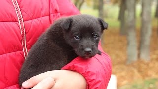 Возьми собаку из приюта! Возьми собаку из приюта!
