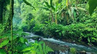 calming atmosphere in the Indonesian forest, beside the river with the sound of water and birdsong