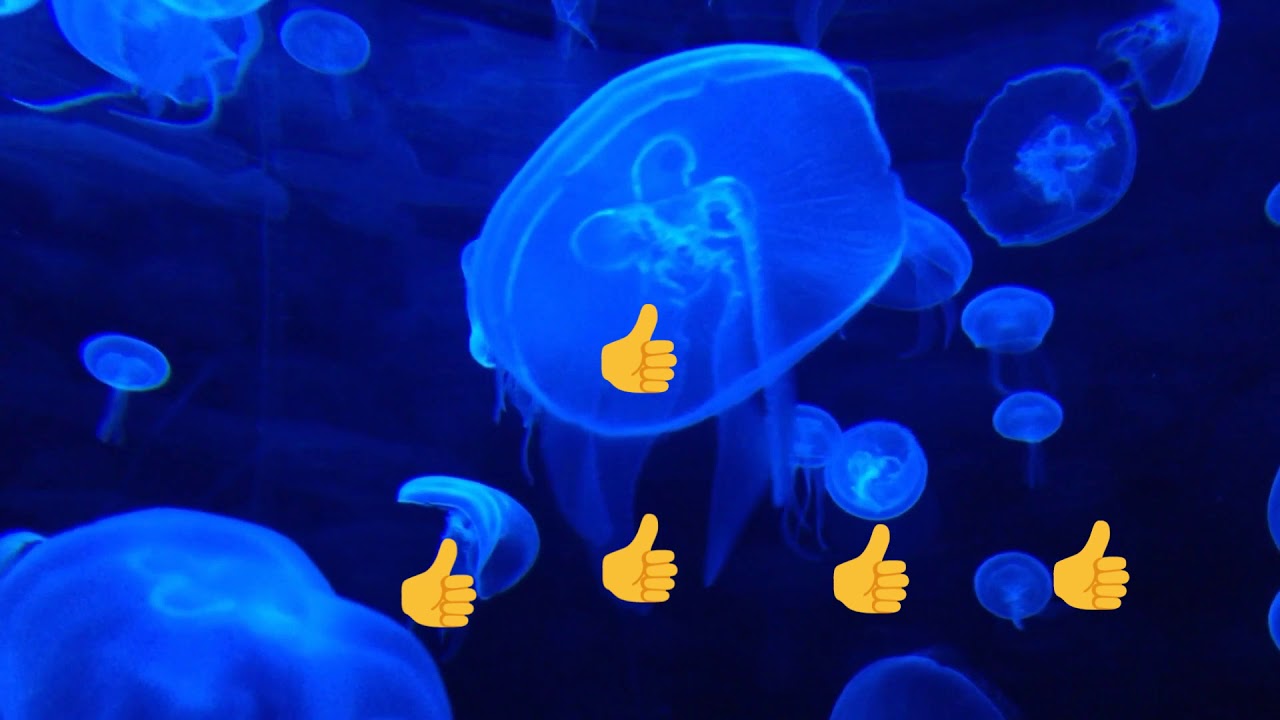 The Relax channel YouTube