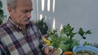 видео: СЕКРЕТЫ прививки лимона! картинка: СЕКРЕТЫ прививки лимона!
