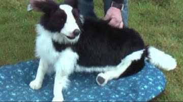 I love Sheep - Puppets