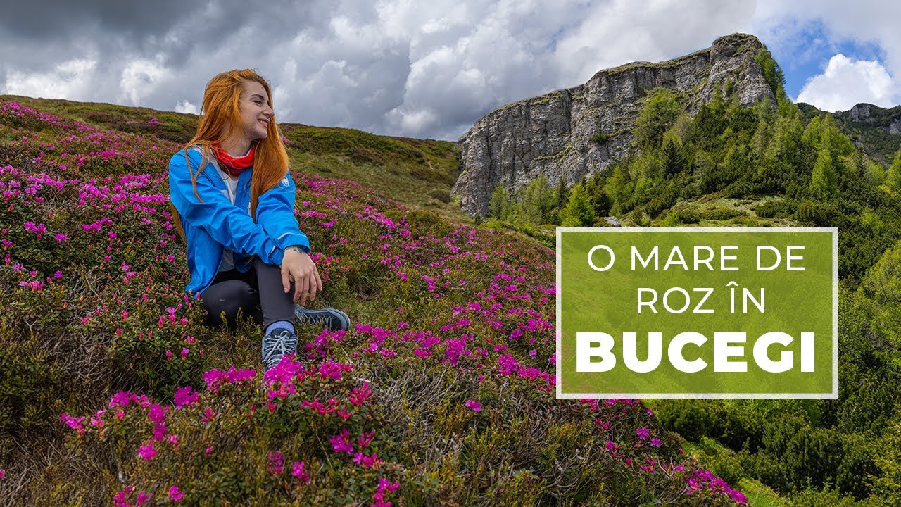 Spectacolul bujorilor în Bucegi | Piciorul Pietrei Arse | Vârful Furnica