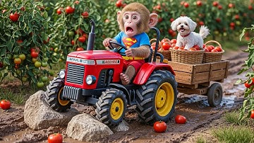 Monkey BON BON Drives Tractor Rescues Puppy After the Storm 🐶🚜 | A Surprising Farm Adventure!