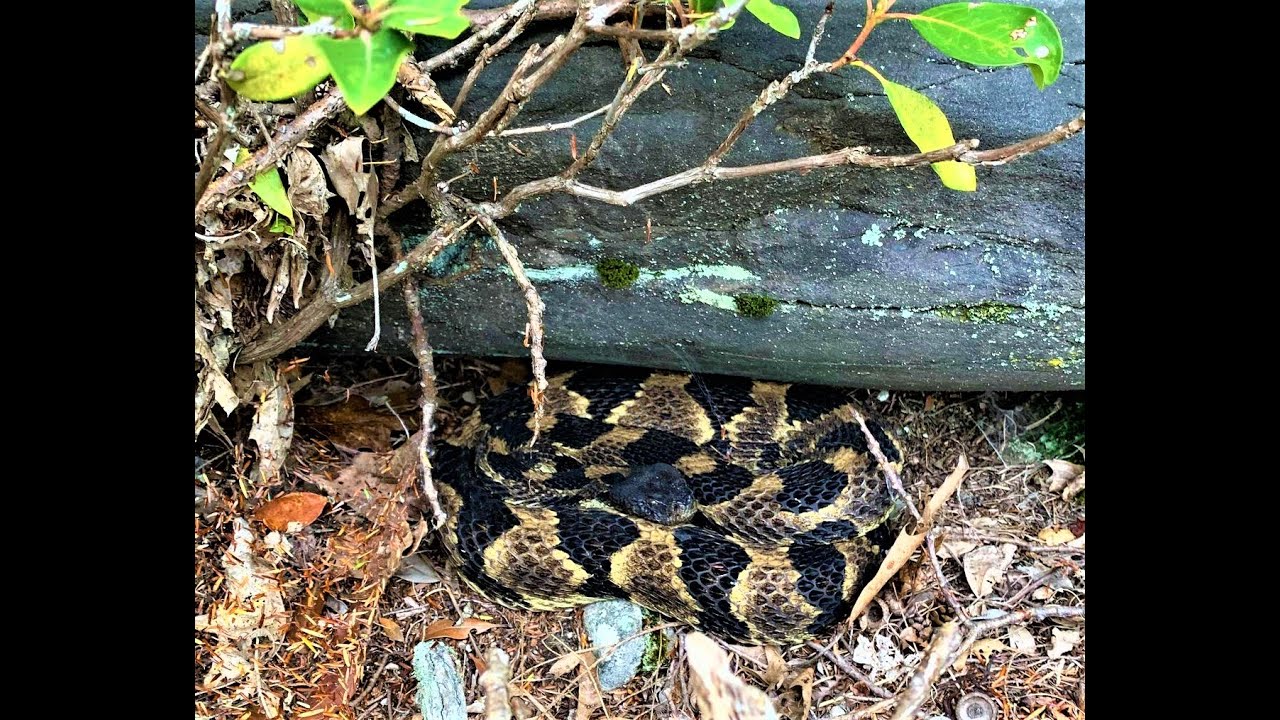 Common Native Venomous Snake I.D. (Hudson Valley)