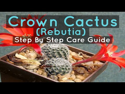 Video: Growing A Crown Cactus: How To Care For Crown Cactus Plants