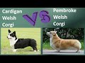 Cardigan Welsh Corgi VS Pembroke Welsh Corgi - Breed Comparison の動画、YouTube動画。