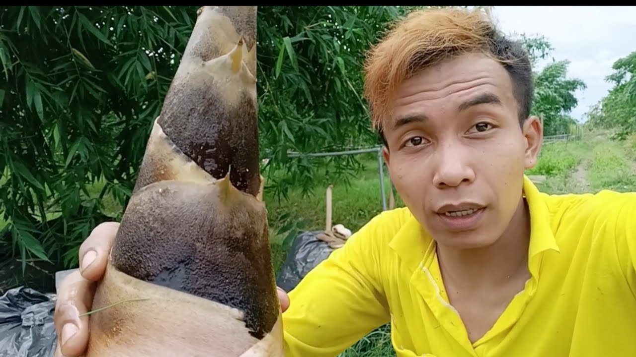 cara budidaya rebung manis di taiwan 