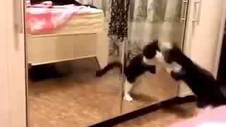 TMC   Funny s crazy Cat funny cat video screenshot 4