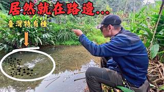 🔥在汐止生活50年才發現😱！差點忽視的小山溪🎣，一查竟然讓我「感動落淚」？最美風景在轉角。｜Maxcatch｜勇作｜永裕｜微物釣｜幸釣二三四｜#fishing #fishinglife #熱門