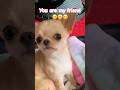 This is your reminder: you’re nice, pretty & smart #chihuahua #cutedog #dogshorts #friendship