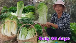 Growing napa cabbage from Seeds at Home to Provide for the Family,So Easy for Beginners by NY SOKHOM