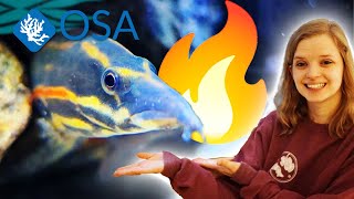 This EEL is ON FIRE!