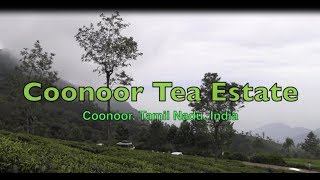 Coonoor Tea Estate