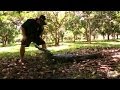 Beware of Gators Hiding in Orange Groves | Gator Boys