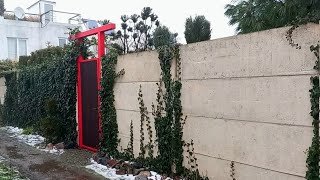 ⛄️Зимний сад с обзором вечнозелёных растений: Бересклет Форчуна Блонди,  Плющ обыкновенный и др.