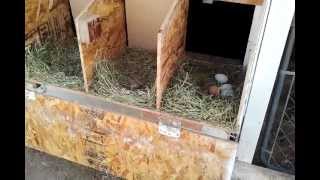 chicken boxes easy clean coop nest access