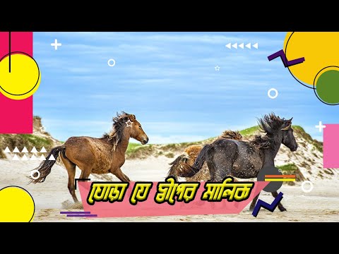 ভিডিও: Assategue দ্বীপে চিনকোটিগ পোনিস