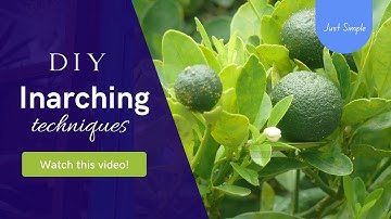 7. The Art of Inarching/Approach Grafting