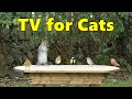 Cat TV - Delightful Birds and Squirrels ~ TV for Cats