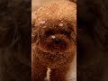 This adorable pup says &#39;I love you!&#39; 🐶❤️ Pure love in action—watch, smile, and share the joy!